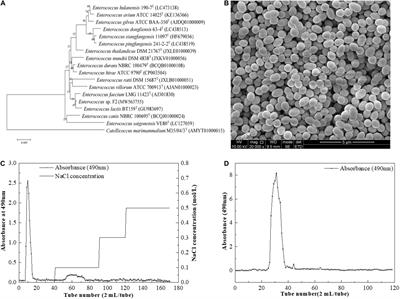 Characterization of Structural and Physicochemical Properties of an Exopolysaccharide Produced by Enterococcus sp. F2 From Fermented Soya Beans